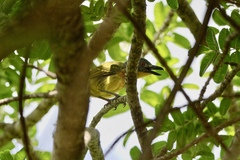 Malaconotus blanchoti