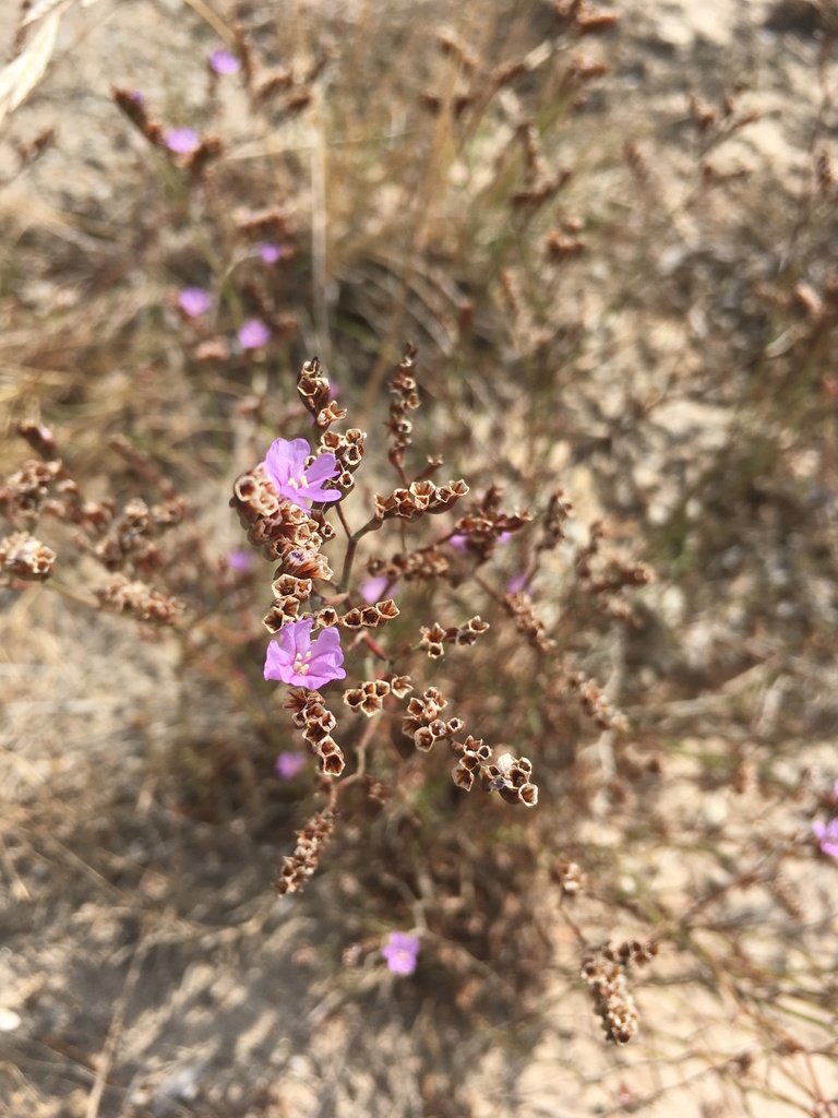 Limonium multiflorum