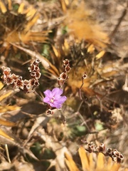 Limonium multiflorum