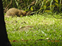 Urva auropunctata