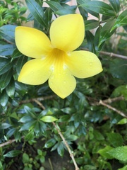 Allamanda cathartica