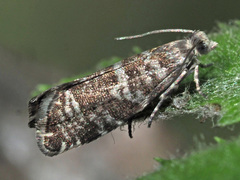 Epinotia tedella