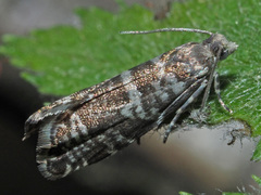 Epinotia tedella