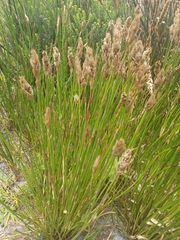 Elegia filacea