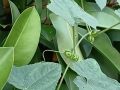 Cucumis maderaspatanus