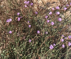 Limonium multiflorum