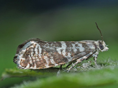 Epinotia tedella