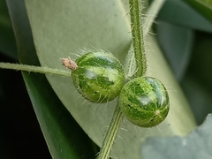 Cucumis maderaspatanus