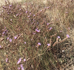 Limonium multiflorum