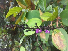 Lonchocarpus