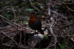 Scelorchilus rubecula