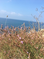 Limonium multiflorum