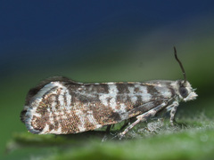 Epinotia tedella
