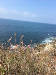 Limonium multiflorum