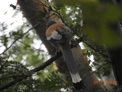 Dendrocitta vagabunda