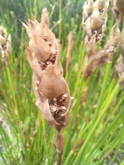 Elegia filacea