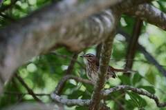Cercotrichas leucophrys