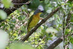 Malaconotus blanchoti
