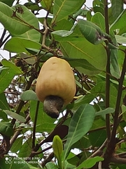 Anacardiaceae