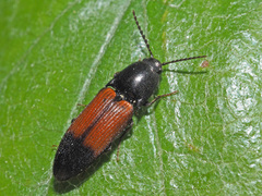 Ampedus balteatus