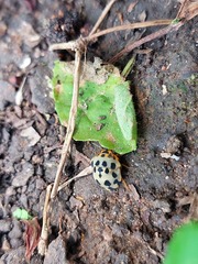 Sphaerocoris testudogrisea