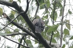 Streptopelia orientalis