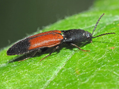 Ampedus balteatus