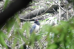 Urocissa erythroryncha