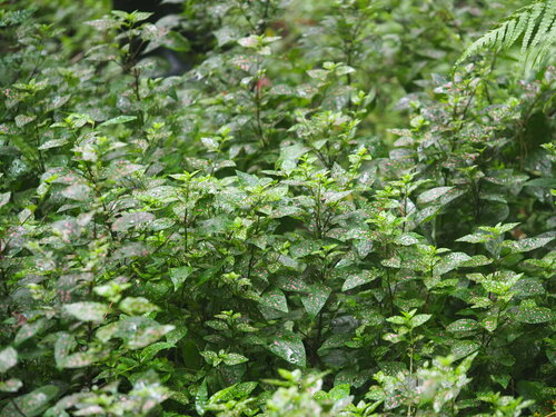 Polka Dot Plant