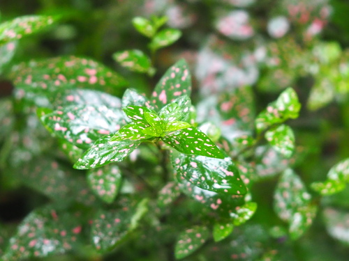 Hypoestes phyllostachya