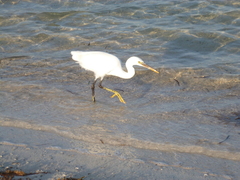 Egretta gularis