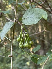 Solanum terminale