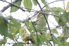 Aethopyga christinae