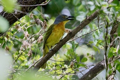 Malaconotus blanchoti