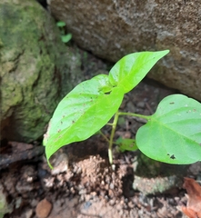 Capsicum annuum