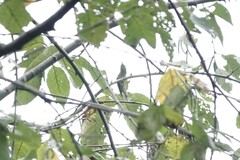 Aethopyga christinae