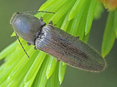 Athous haemorrhoidalis