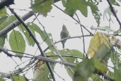 Aethopyga christinae