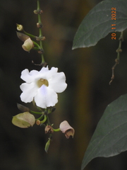Thunbergia grandiflora