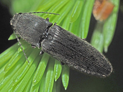 Athous haemorrhoidalis