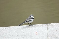 Motacilla alba