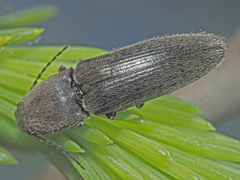 Athous haemorrhoidalis