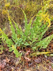 Solidago radula