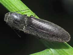 Athous haemorrhoidalis