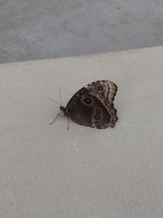 Morpho helenor montezuma