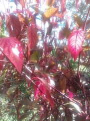 Acalypha wilkesiana