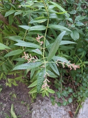 Aloysia citrodora