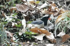 Urocissa erythroryncha