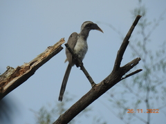 Ocyceros birostris