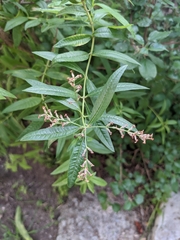 Aloysia citrodora